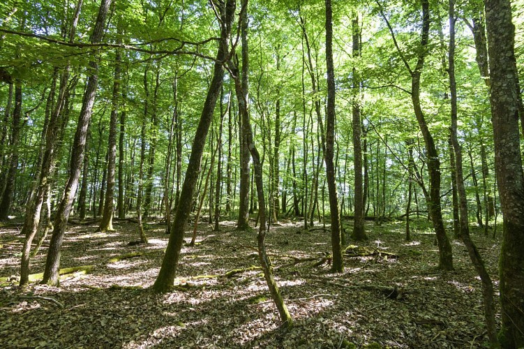 NE PAS UTILISER la Colombe
