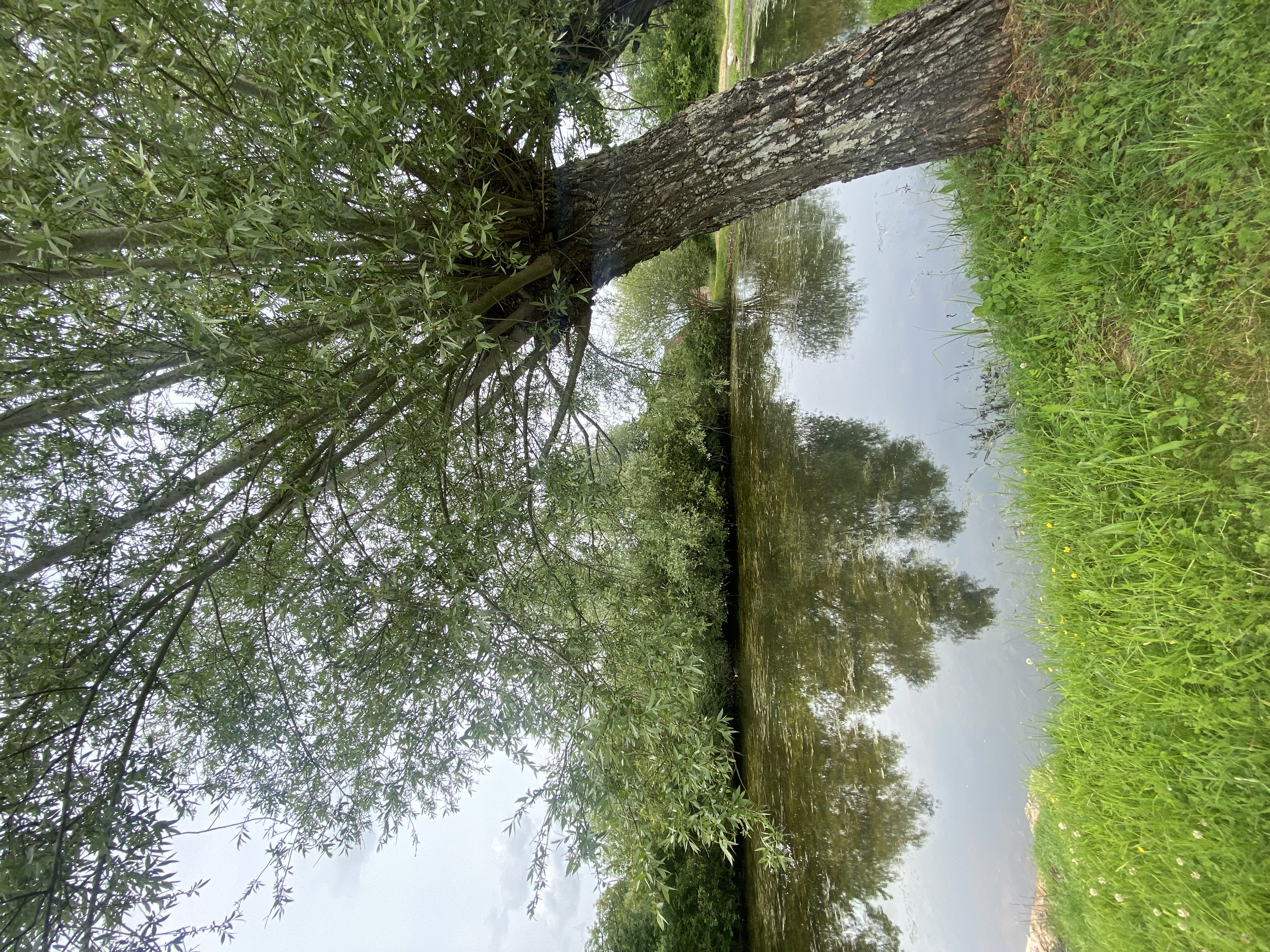 mare et saule 2 les Gauvins.jpg