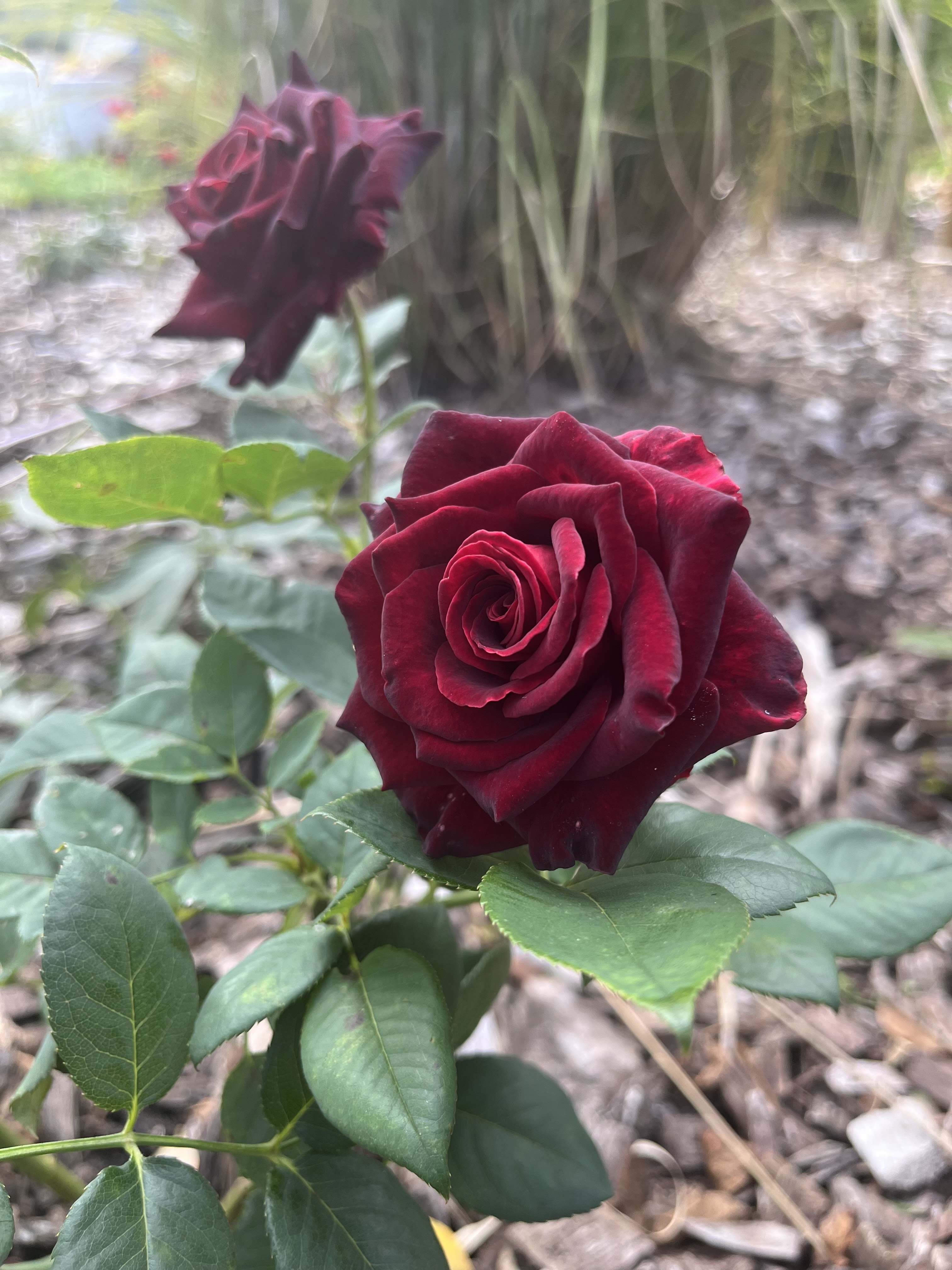 Beaulieu-sur-Loire_ Jardin des 5 sens_ roseraie sept 25 _13_.jpeg