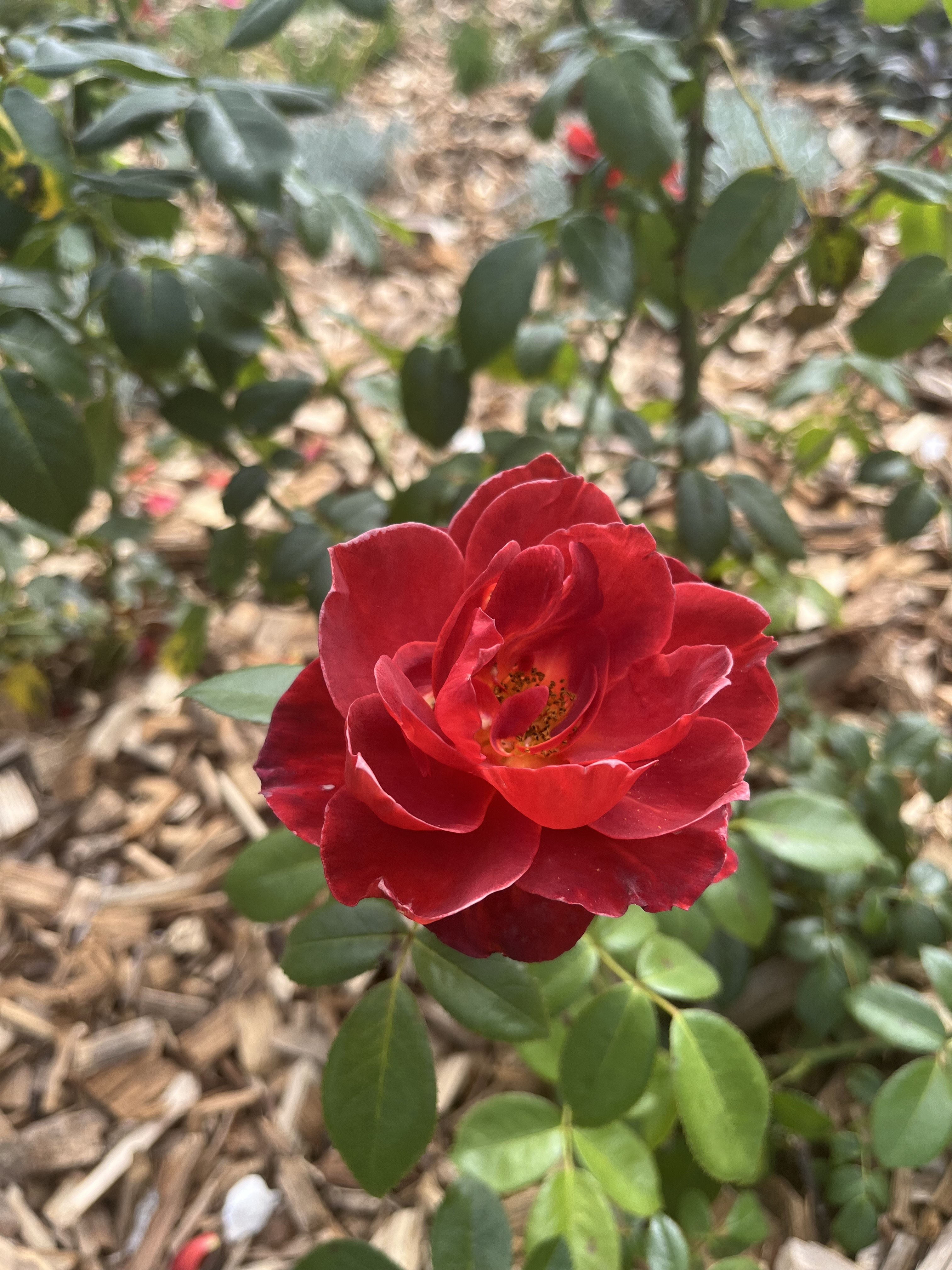 Beaulieu-sur-Loire_ Jardin des 5 sens_ roseraie sept 25 _1_.jpeg