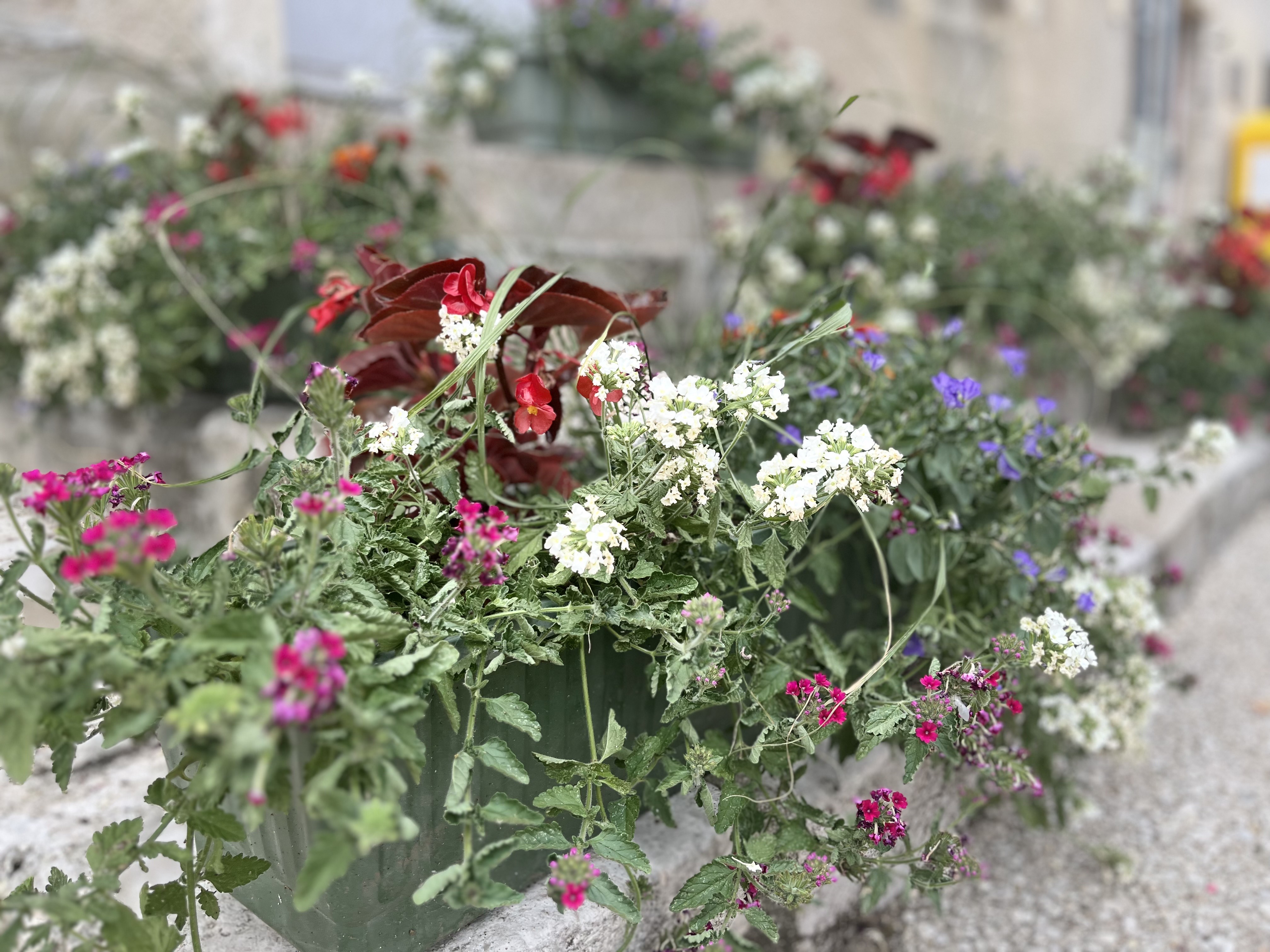 jardinière.jpeg