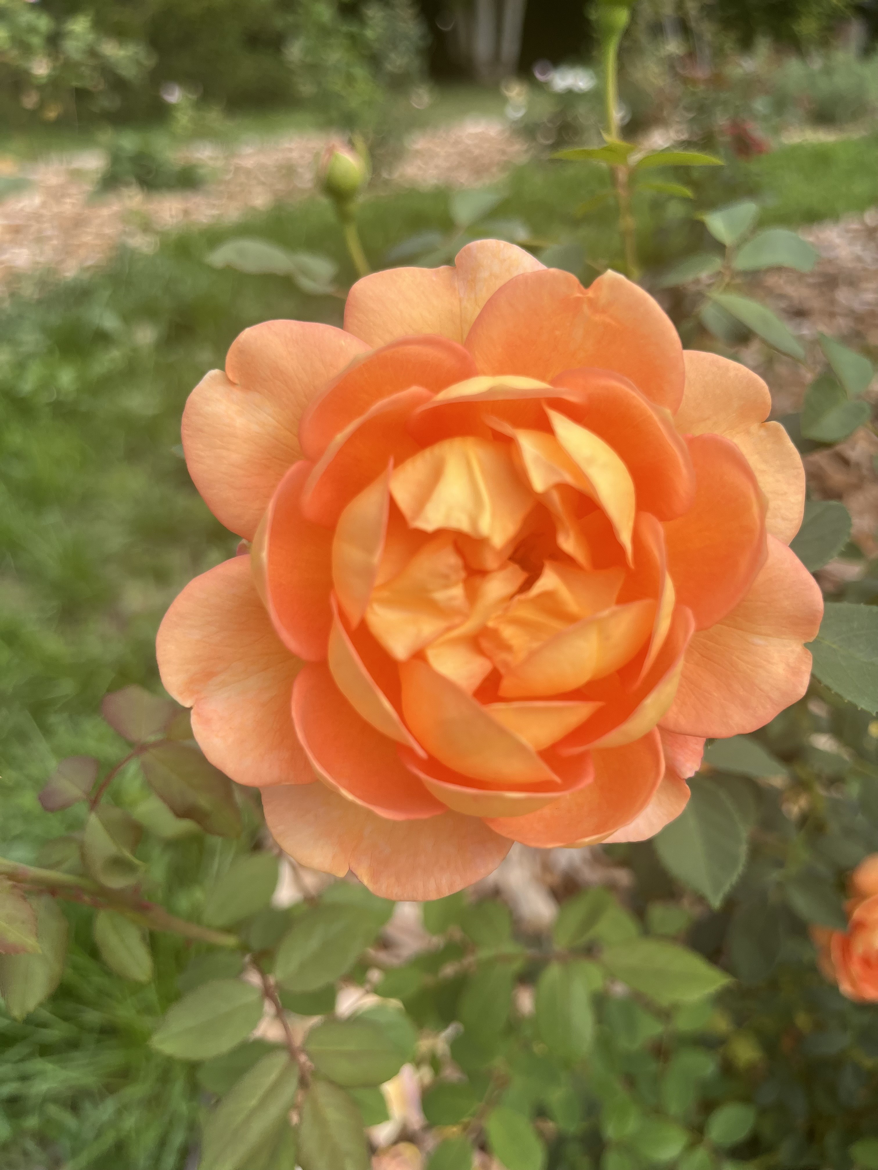 Beaulieu-sur-Loire_ Jardin des 5 sens_ roseraie sept 25 _3_.jpeg