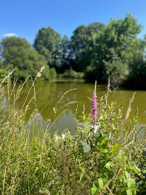 Beaulieu-sur-Loire_Les Rousseaux_ fleurs mare.jpg