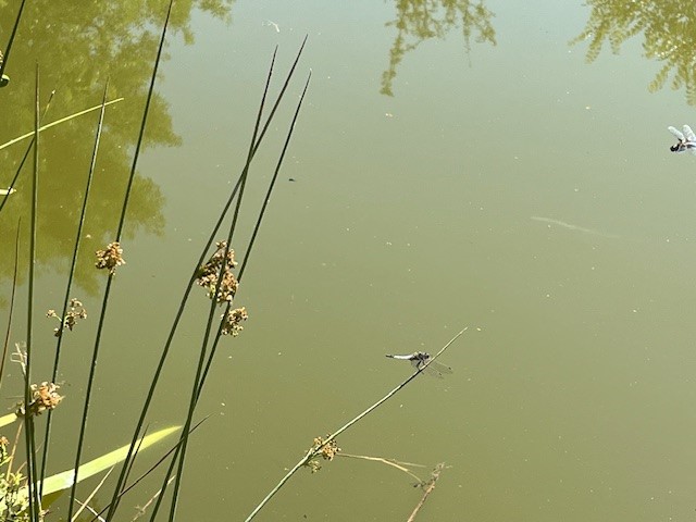 Beaulieu-sur-Loire_Les Rousseaux_ libellule.jpg