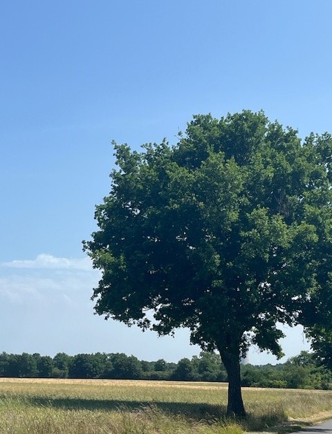arbre.jpg