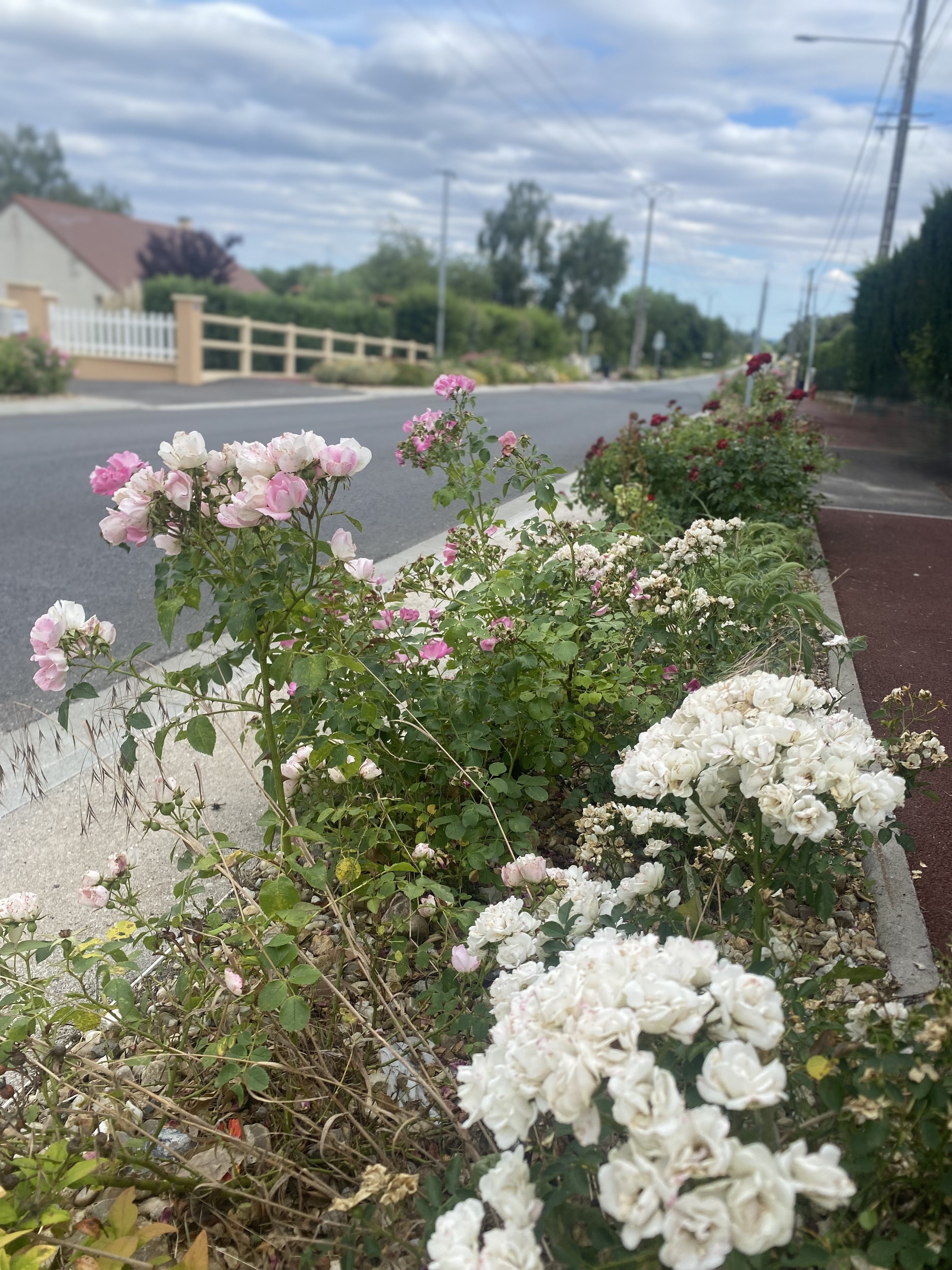 route de Sancerre.jpeg