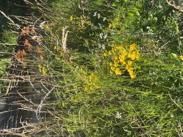 Beaulieu-sur-Loire_Les Manceaux_Fleurs 2.jpg