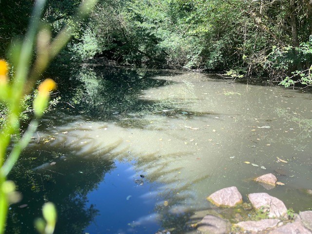 Beaulieu-sur-Loire_Les Manceaux_Mare rue des Oies.jpg