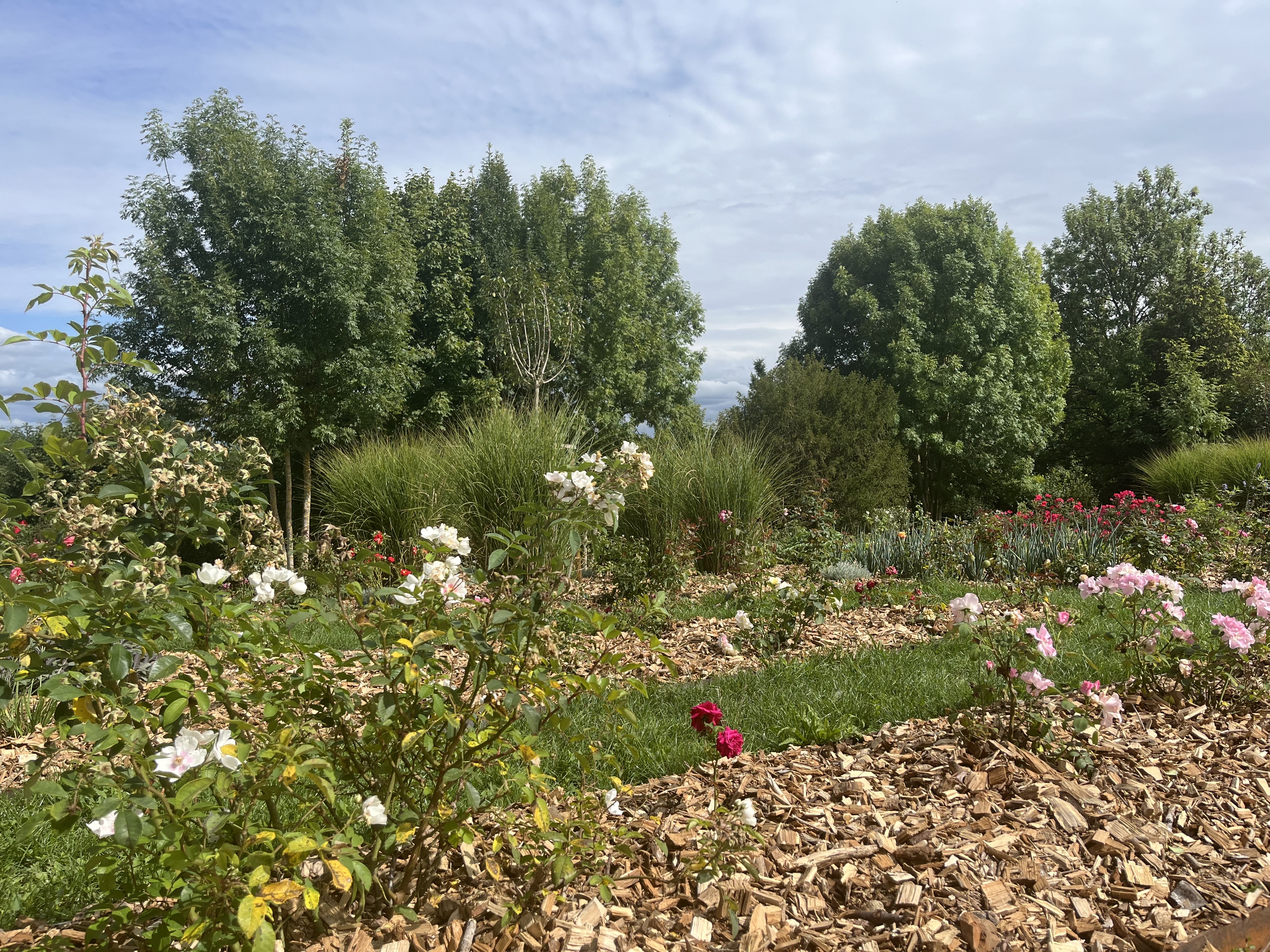 Beaulieu-sur-Loire_ Jardin des 5 sens_ roseraie sept 25 _5_.jpeg
