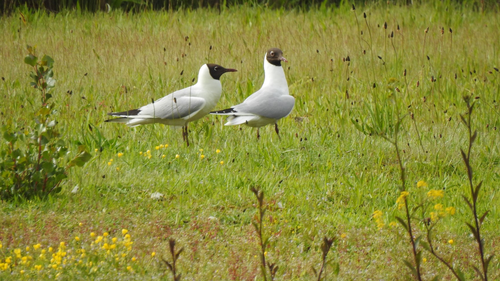 Mouettes rieuses Joel Tillet.jpg