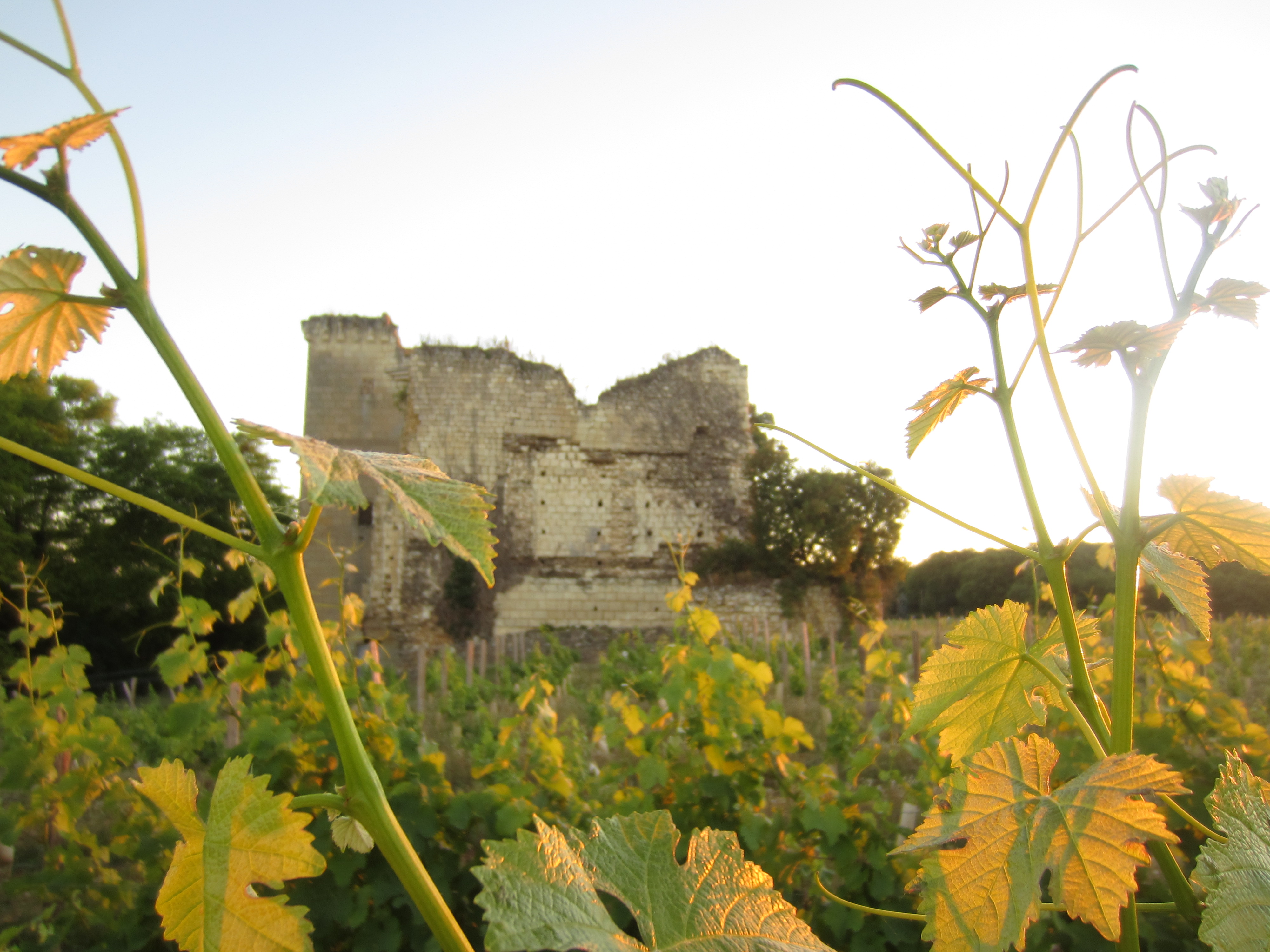 Les vignes et la tour Beaumont