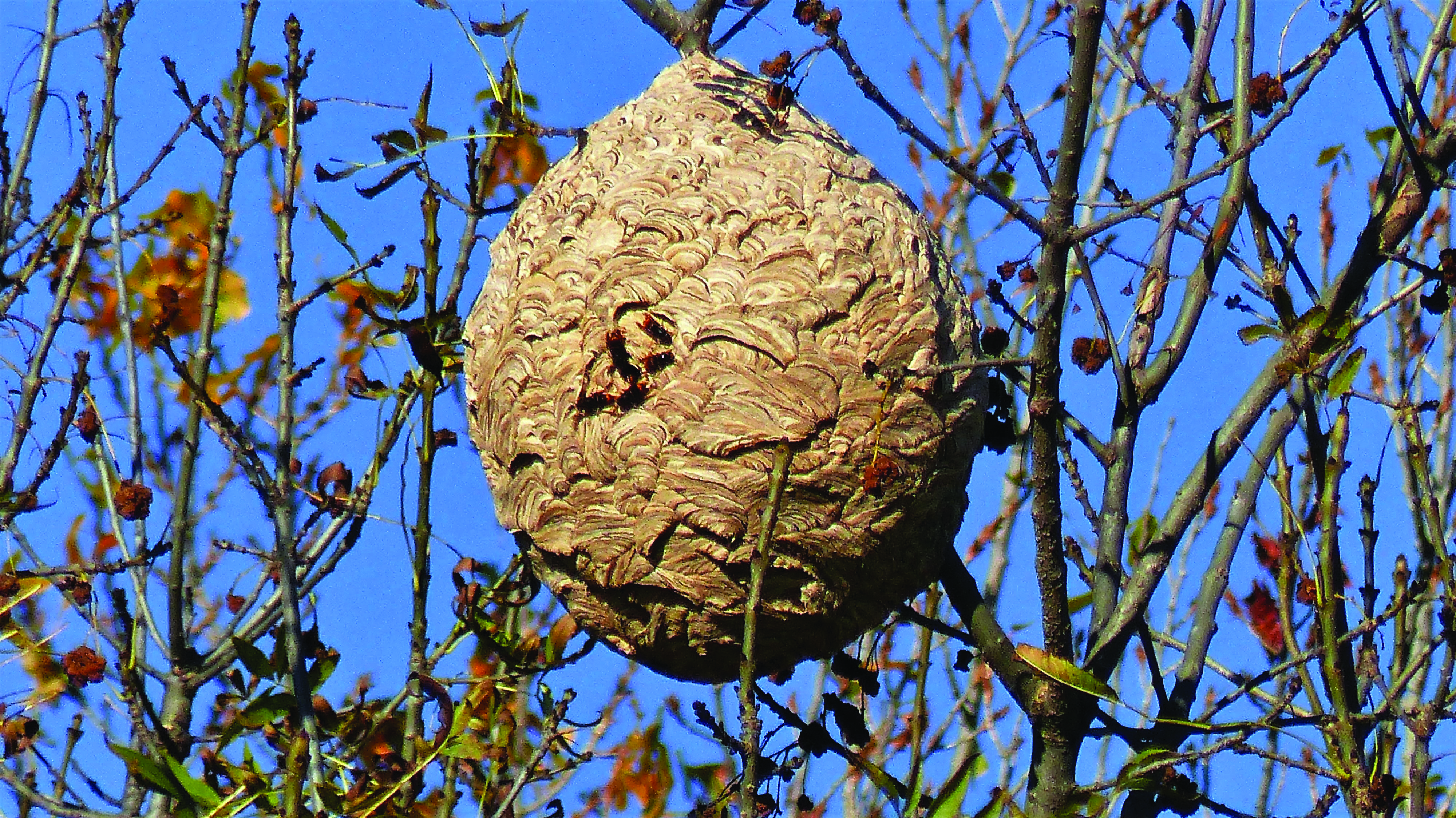 Frelon _c_ claude alleva de Pixabay.jpg