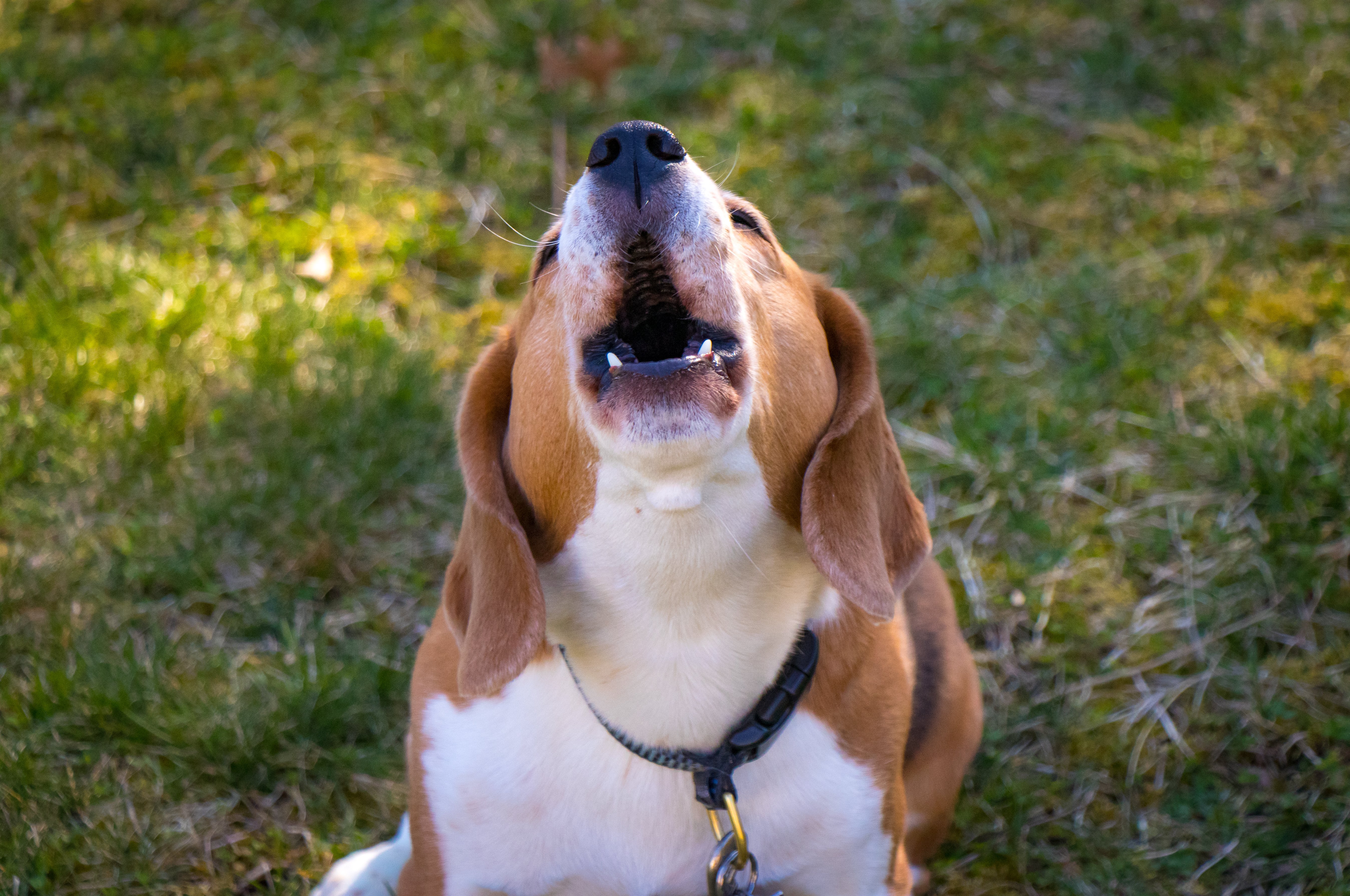 chien_aboie.jpg