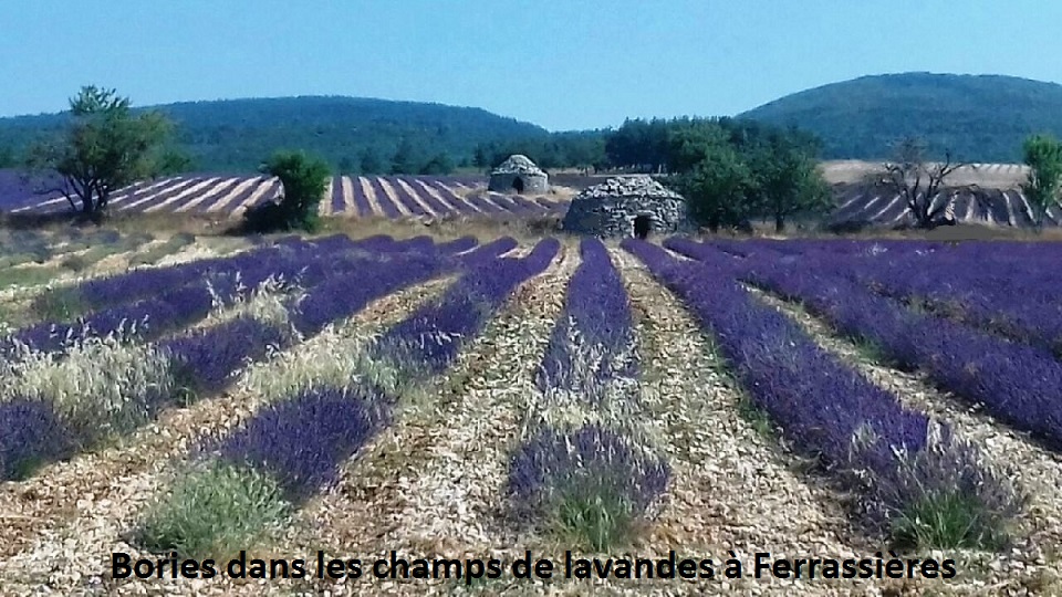 12 Bories dans les champs de lavande à Ferrassières.jpg