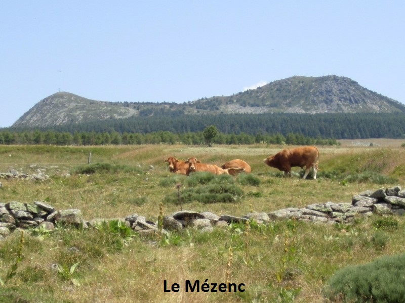 06 - Le Mézenc.JPG