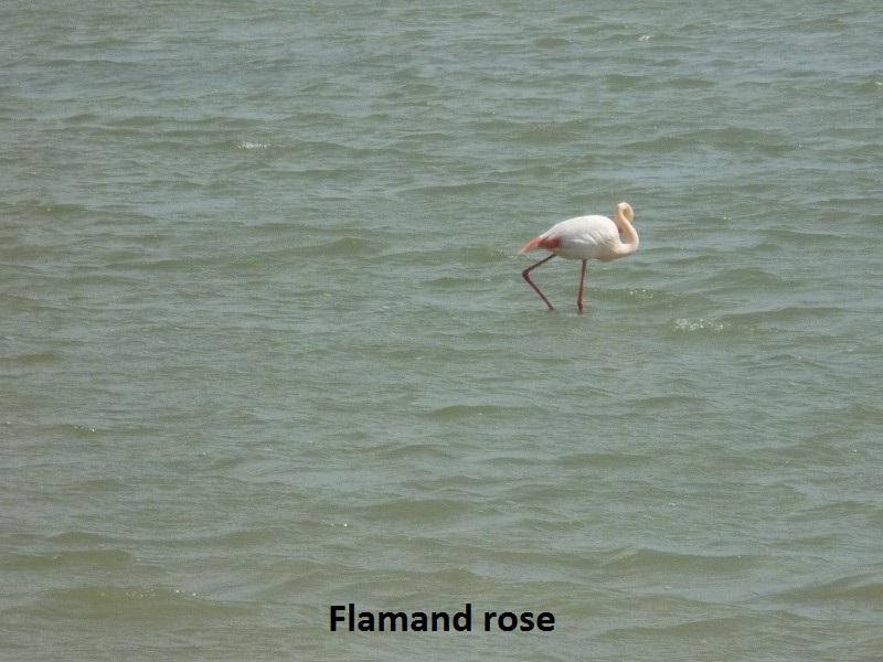 17 - Flamand rose.JPG