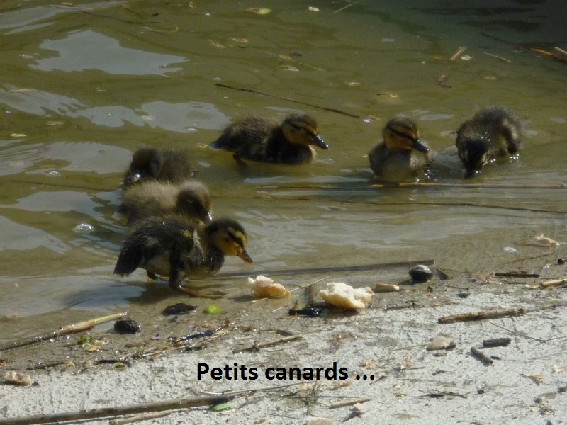19 - Petits canards.JPG