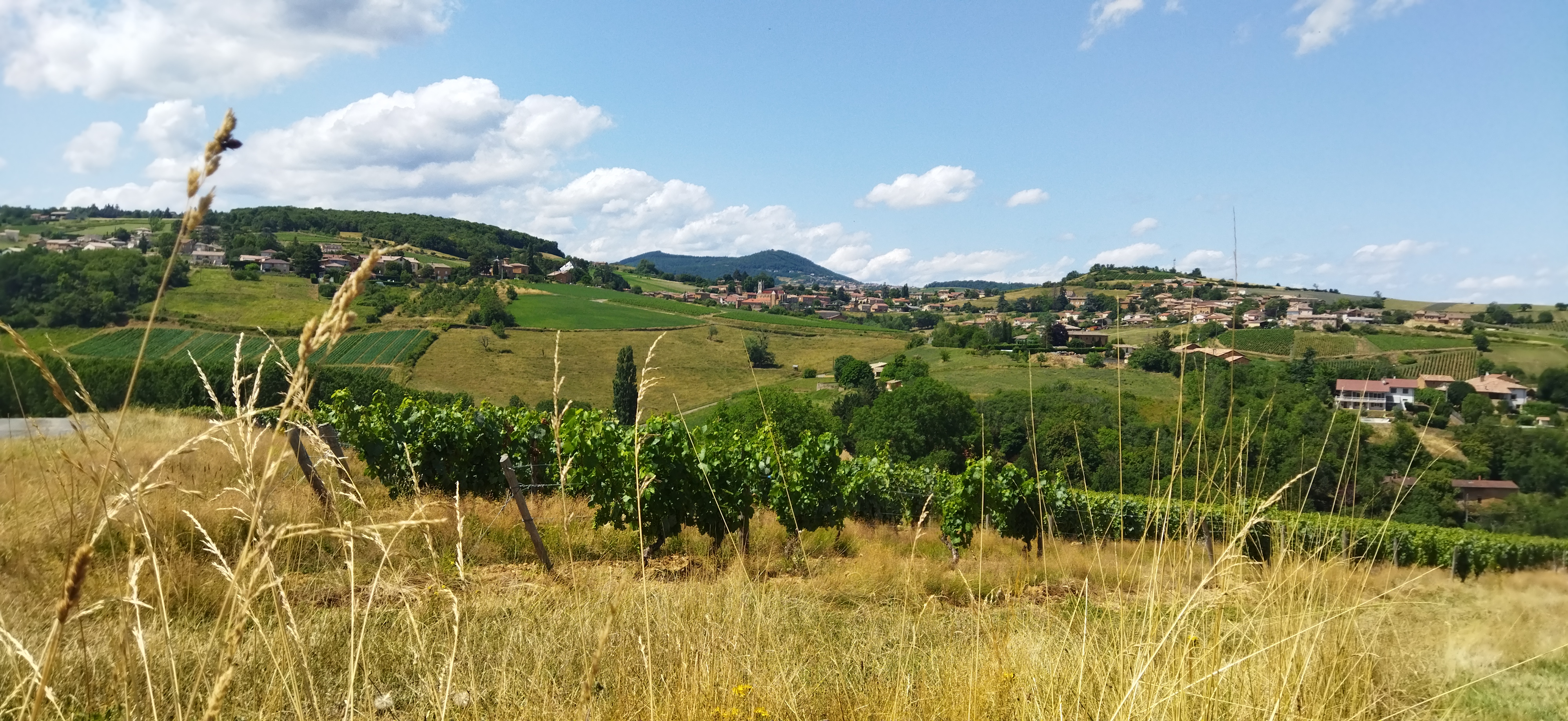 Cogny vue du bois du soul 1.jpg