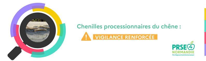 Chenilles processionnaires du chêne.jpg