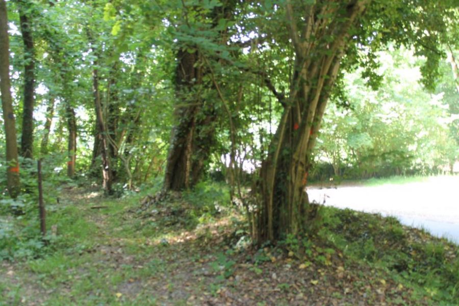 parc-boisé-1.JPG