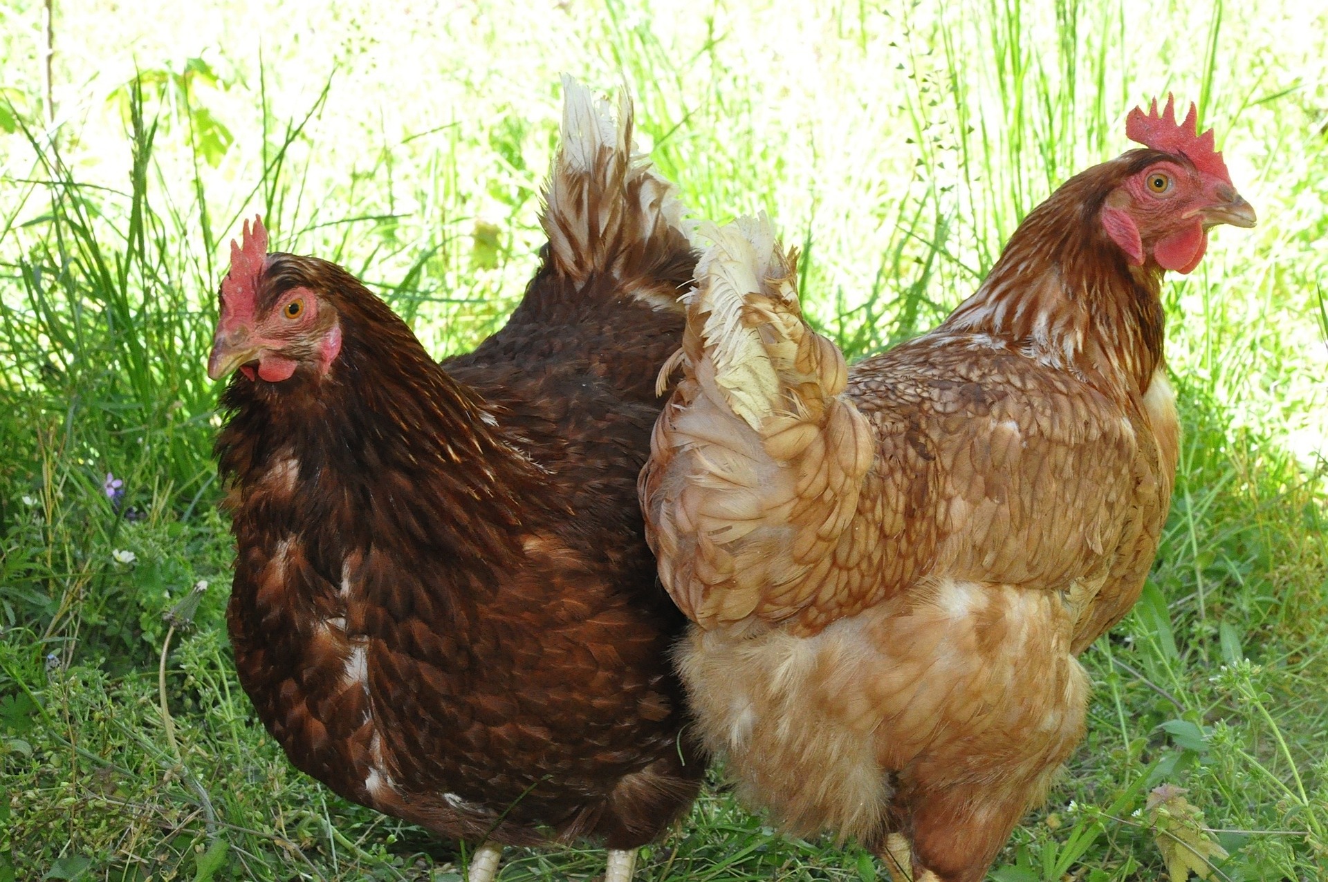 hens-787116_1920.jpg