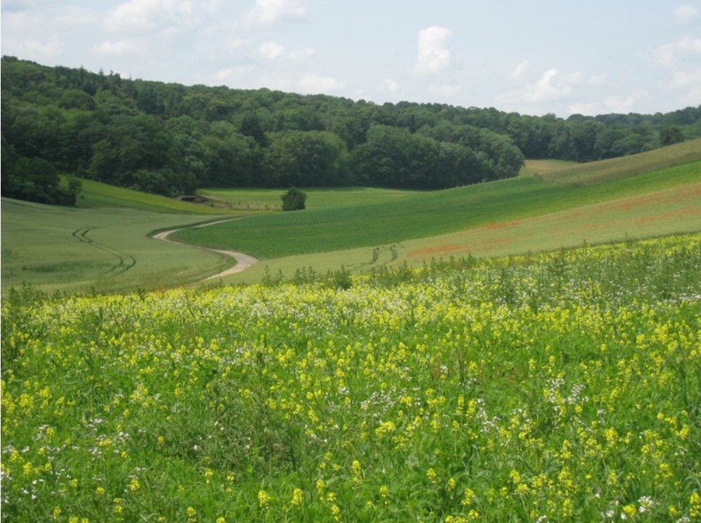 Voie verte et sentier8.jpg