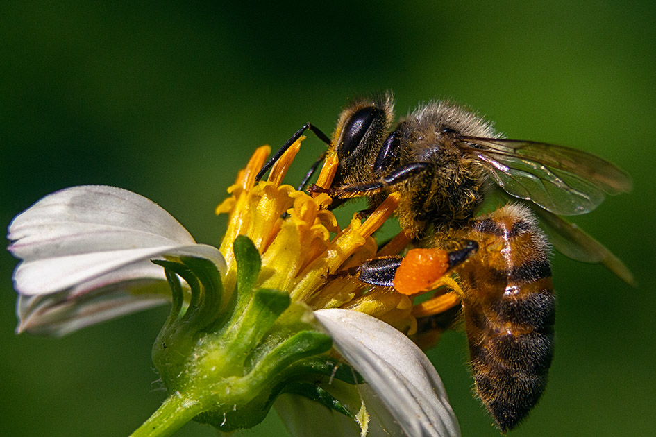 Abeille-sur-une-fleur-de-camomille.jpg