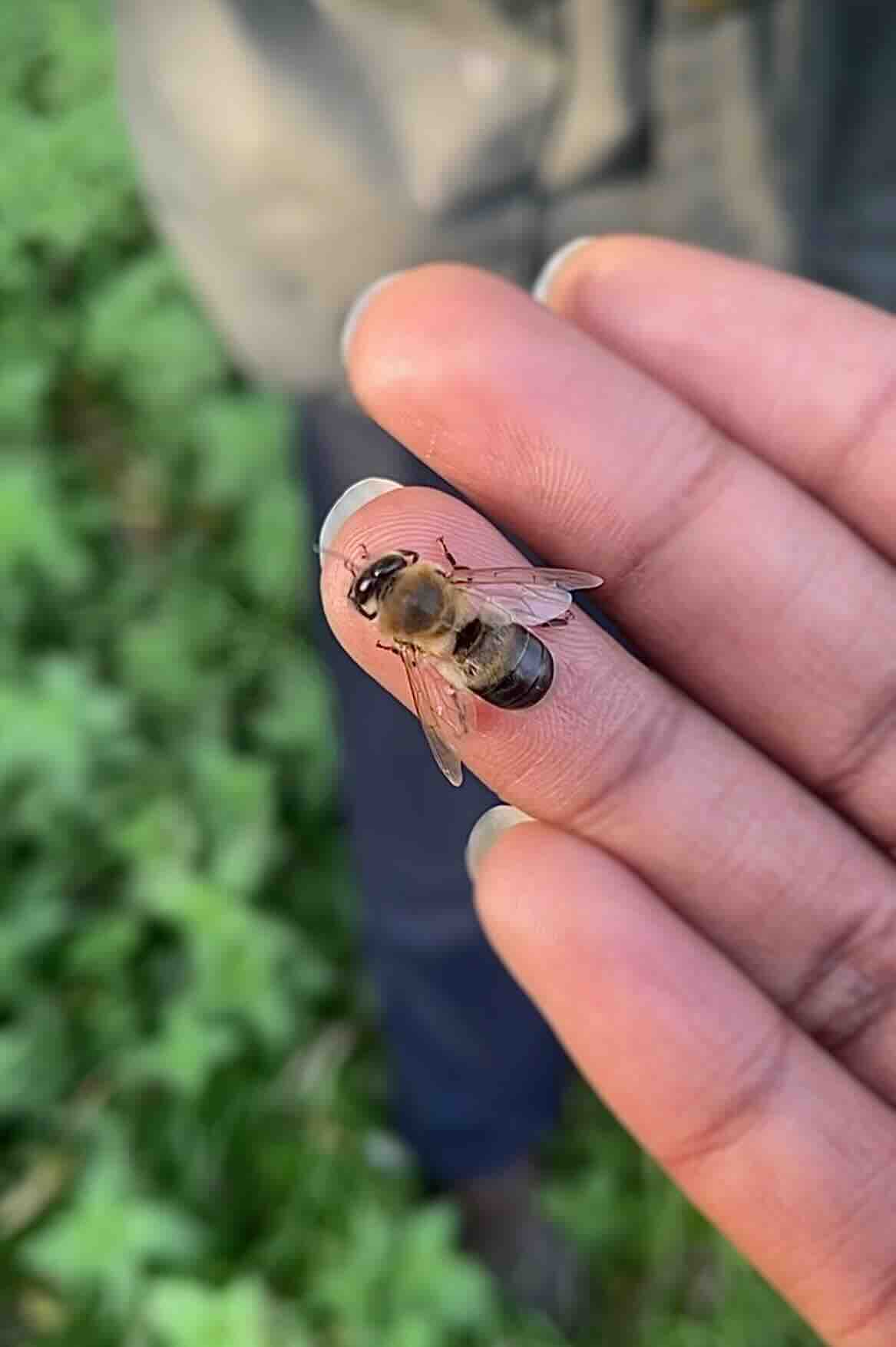 étangs du pont ballot - abeille noire.jpg