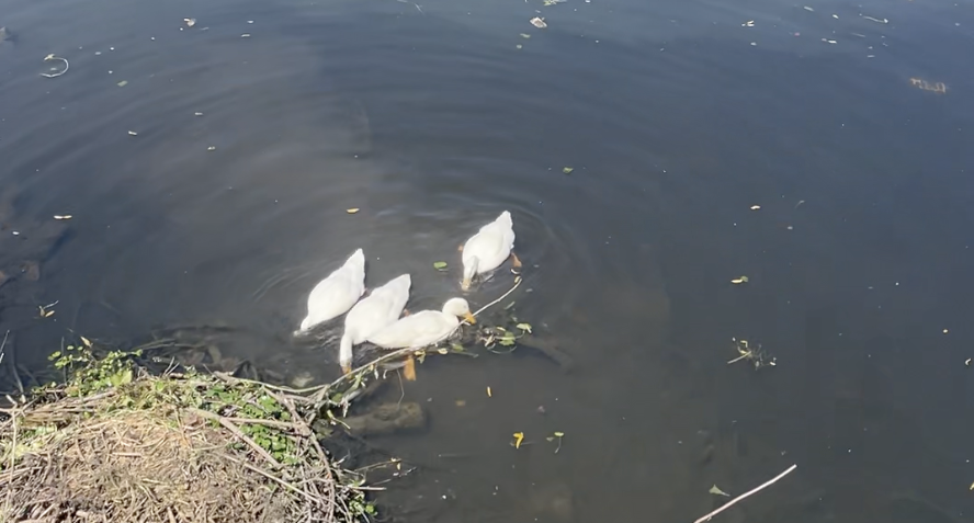 chemin de halage - biodiversité.png