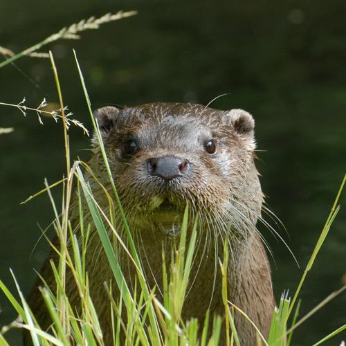 LOUTRE.jpg