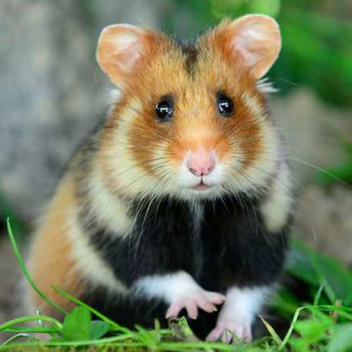 HAMSTER GEANT.jpg