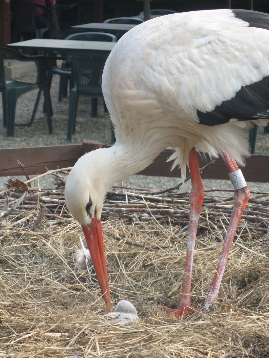 PARC CIGOGNE 1.jpg
