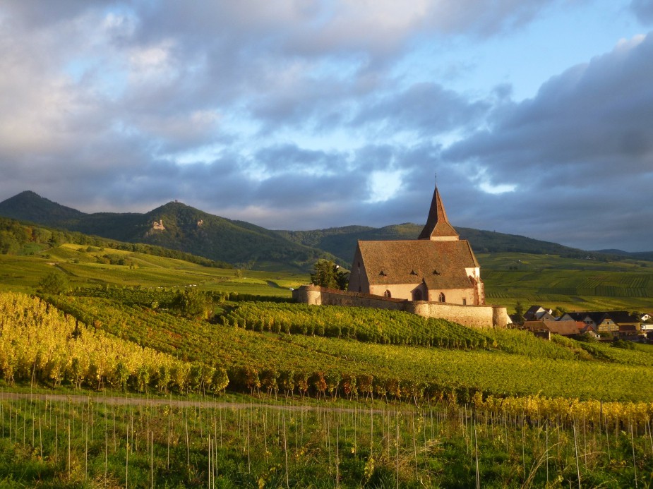 EGLISE VIGNES.jpg