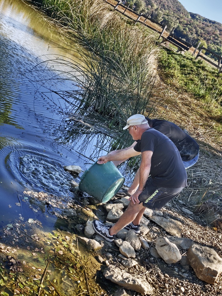 poissons de la mare reverse a la massotte.jpg