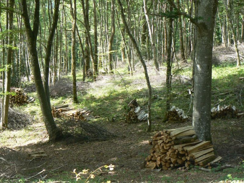 forêt communale la chailleuse plan de situation4.jpg