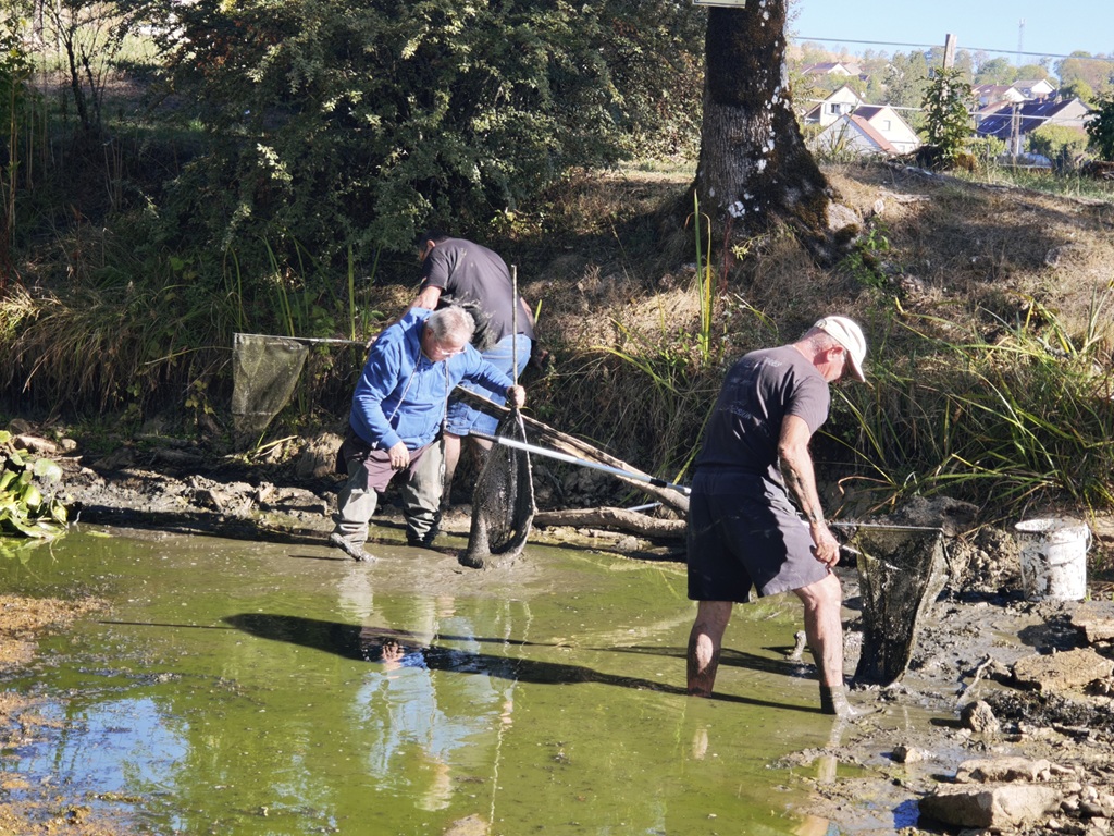 evacuation poissons mare st laurent.jpg