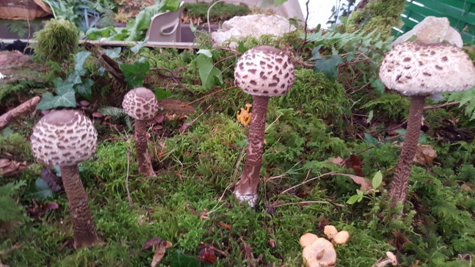 Anniversaire de la Chailleuse 2.jpg