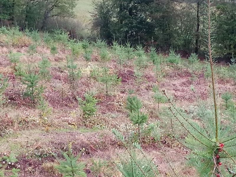 forêt communale la chailleuse plan de situation3.jpg