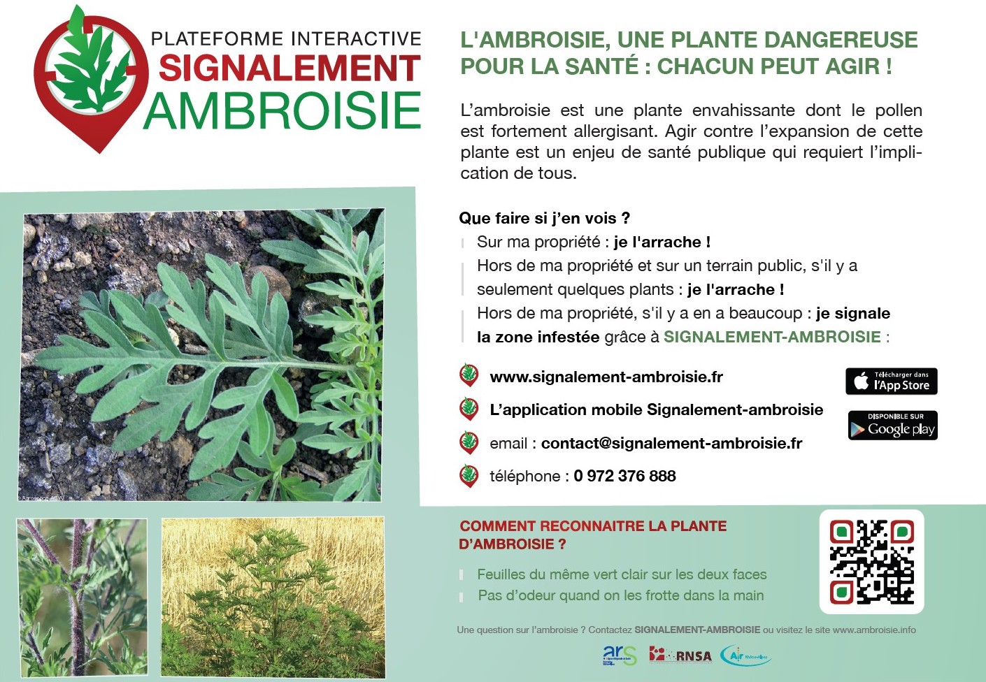 l ambroisie_2