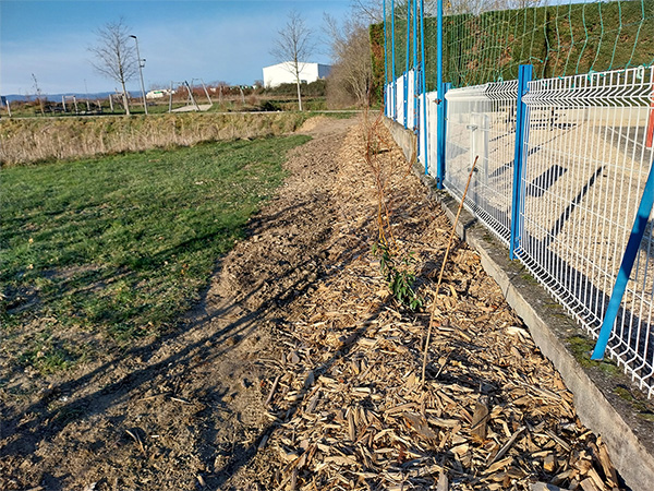 végétalisation Tuileries haie.jpg