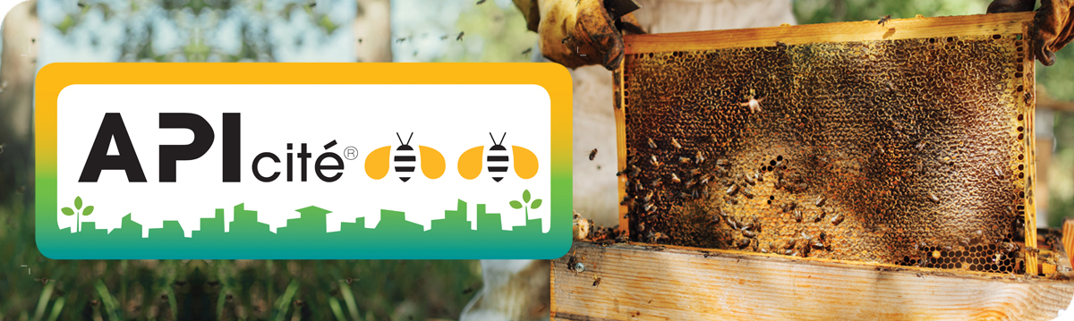 ENTETE_APIcite.jpg