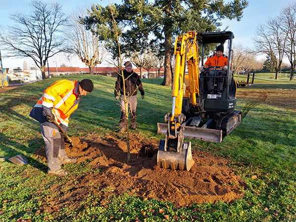 Plantation d_arbres.jpg