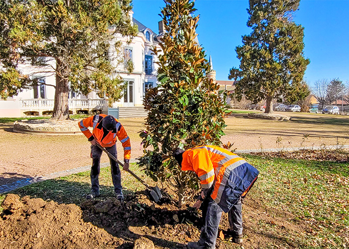 Plantation des arbres_700.jpg