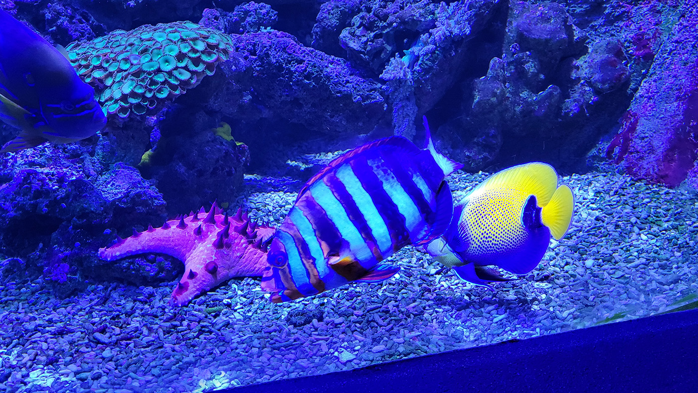 Aquarium tropical du palais des Portes-Dorées