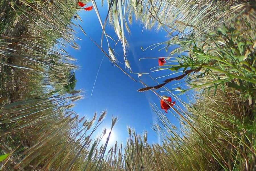 Théta-blé - Noël Mercier.jpg