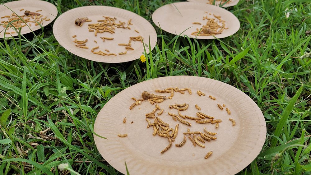 Dégustation d'insectes