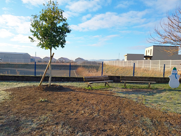 végétalisation Tuileries.jpg