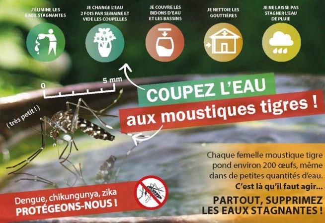 Moustique tigre.jpg