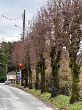 26_route 8 mai fermeture élagage tilleuls.jpeg