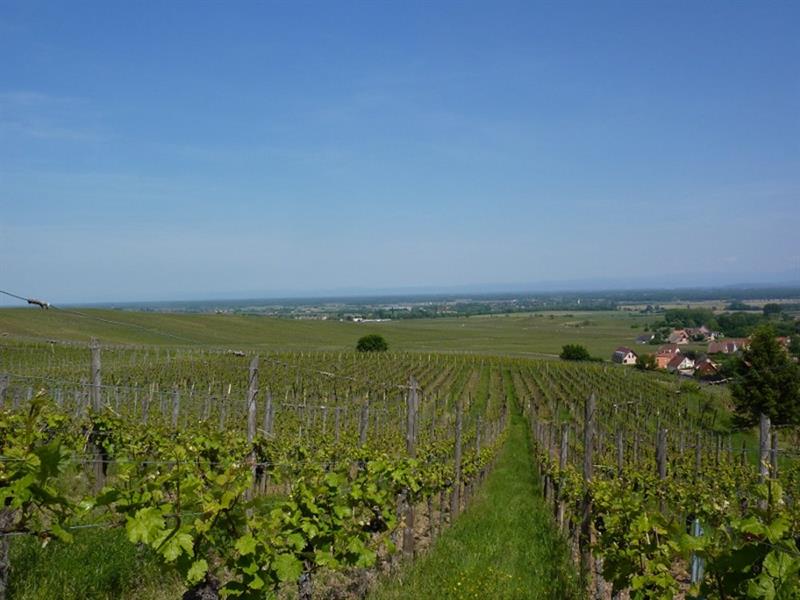 Sentier_PerlesDuVignoble.jpg